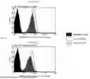 Fig. 65 - ANTI-ROR ANTIBODY CONSTRUCTS