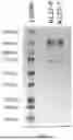 Fig. 68 - ANTI-ROR ANTIBODY CONSTRUCTS