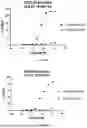 Fig. 82 - ANTI-ROR ANTIBODY CONSTRUCTS