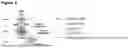 Fig. 04 - MULTISPECIFIC ANTIBODIES HAVING SPECIFICITY FOR ROR1 AND CD3
