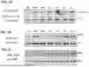 Fig. 02 - Antibodies Directed to TIE-2 and Methods of Use