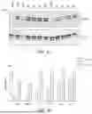 Fig. 07 - Antibodies Directed to TIE-2 and Methods of Use