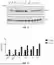 Fig. 08 - Antibodies Directed to TIE-2 and Methods of Use