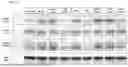 Fig. 21 - Antibodies Directed to TIE-2 and Methods of Use