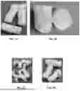 Fig. 02 - PUFFED EDIBLE PRODUCT COMPRISING WHOLE GRAINS