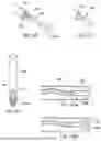 Fig. 74 - METHODS AND DEVICES FOR INTRACORPOREAL BONDING OF IMPLANTS WITH THERMAL ENERGY