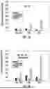 Fig. 06 - COMPOSITIONS AND METHODS FOR PREVENTING TUMORS AND CANCER