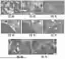 Fig. 13 - COMPOSITIONS AND METHODS FOR PREVENTING TUMORS AND CANCER