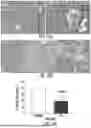 Fig. 14 - COMPOSITIONS AND METHODS FOR PREVENTING TUMORS AND CANCER