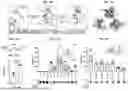 Fig. 02 - BIOLUMINESCENT PROBES FOR VISUALIZING RNA DYNAMICS