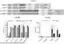 Fig. 03 - BIOLUMINESCENT PROBES FOR VISUALIZING RNA DYNAMICS