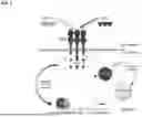 Fig. 02 - April and BAFF inhibitory immunomodulatory proteins and methods of use thereof