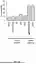 Fig. 19 - Chemically Modified Guide RNAs for CRISPR/CAS-Mediated Gene Correction