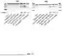 Fig. 22 - Chemically Modified Guide RNAs for CRISPR/CAS-Mediated Gene Correction