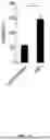 Fig. 24 - Chemically Modified Guide RNAs for CRISPR/CAS-Mediated Gene Correction