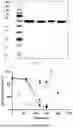 Fig. 02 - BETA-GLYCOSIDASE SS-BGL MUTANT FOR MODIFYING GINSENOSIDE AND APPLICATION THEREOF