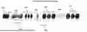 Fig. 01 - Semi-supervised ML-synthesis for time-resolved imaging