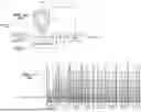 Fig. 07 - EFFICIENT CODING OF TRANSIENTS IN TRANSFORM-DOMAIN