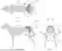 Fig. 07 - Dynamic Joint Alignment Brace For An Animal
