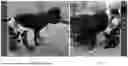 Fig. 08 - Dynamic Joint Alignment Brace For An Animal