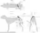 Fig. 09 - Dynamic Joint Alignment Brace For An Animal