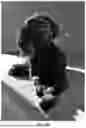 Fig. 22 - Dynamic Joint Alignment Brace For An Animal