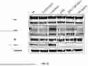 Fig. 09 - COMPOSITIONS AND METHODS FOR THE TREATMENT OF CANCER