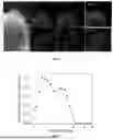 Fig. 03 - Amine-functionalized adsorbent and method for preparing same
