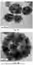 Fig. 04 - Autoclave method for making ferric oxide