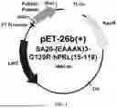 Fig. 02 - ANTAGONIST FUSION POLYPEPTIDES