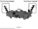 Fig. 02 - COMPOSITION FOR SUPPRESSION OF INFLAMMATORY DISEASES COMPRISING BIOCOMPATIBLE POLYPEPTIDE TO WHICH FUNCTIONAL PEPTIDE IS CONJUGATED