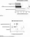 Fig. 09 - NOVEL IMMUNE REGULATOR