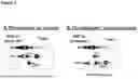Fig. 02 - MULTISPECIFIC BINDING AGENTS AGAINST PD-L1 AND CD137 IN COMBINATION WITH ANTI PD-1 ANTIBODIES FOR TREATING CANCERS