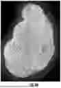 Fig. 45 - Apparatus and Methods for Generating and Analyzing Three-Dimensional Cellular Materials