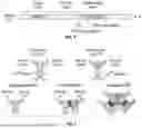 Fig. 02 - MODELS OF TAUOPATHY