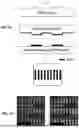 Fig. 02 - SYSTEMS AND METHODS FOR CULTURING PODOCYTES AND USES THEREOF