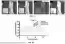 Fig. 06 - SYSTEMS AND METHODS FOR CULTURING PODOCYTES AND USES THEREOF