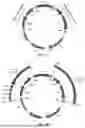 Fig. 02 - VECTORS AND METHODS FOR EFFICIENT CLONING AND HOMOLOGY DIRECTED REPAIR