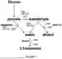 Fig. 02 - RECOMBINANT YEAST CELL HAVING INCREASED PYRUVATE DECARBOXYLASE ACTIVITY