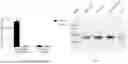 Fig. 06 - NUCLEIC ACID DETECTION KIT AND DETECTION METHOD BASED ON THE PHOTO-CONTROLLED CRISPR-CAS SYSTEM