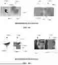 Fig. 09 - System and Method with Masking for Certified Defenses Against Adversarial Patches