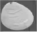 Fig. 01 - MEDICAL DEVICE COMPRISING AN ASSEMBLY OF ACELLULAR BIOLOGICAL MATRIX ELEMENTS AND AT LEAST ONE POLYMER