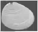Fig. 02 - MEDICAL DEVICE COMPRISING AN ASSEMBLY OF ACELLULAR BIOLOGICAL MATRIX ELEMENTS AND AT LEAST ONE POLYMER