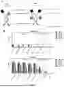 Fig. 10 - CD3-TARGETING T-CELL ENGAGERS WITH IMPROVED THERAPEUTIC INDEX