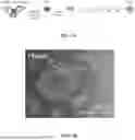 Fig. 02 - METHODS AND COMPOSITIONS FOR BAT IPSC PREPARATION AND USE