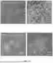 Fig. 08 - METHODS AND COMPOSITIONS FOR BAT IPSC PREPARATION AND USE