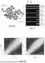 Fig. 09 - METHODS AND COMPOSITIONS FOR BAT IPSC PREPARATION AND USE