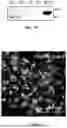 Fig. 33 - METHODS AND COMPOSITIONS FOR BAT IPSC PREPARATION AND USE