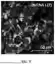 Fig. 35 - METHODS AND COMPOSITIONS FOR BAT IPSC PREPARATION AND USE