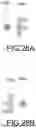 Fig. 18 - LIGHT MODULATION ELEMENT AND INFORMATION RECORDING MEDIUM